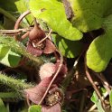 Asarum europaeum fleur